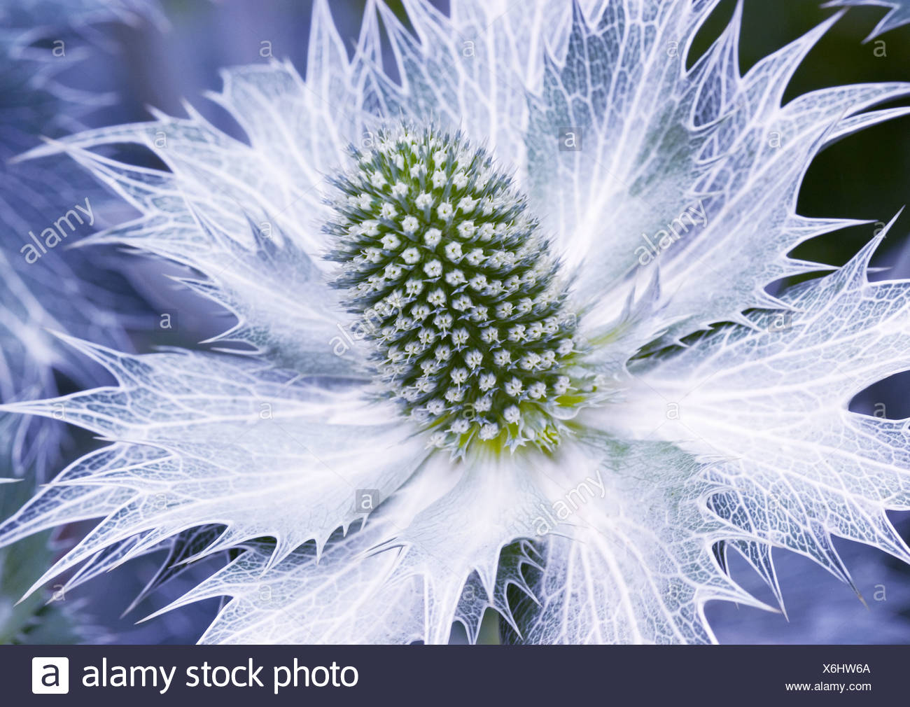 Close Up Of Sea Holly Eryngium Alpinum Blue Star Stock Photo Alamy