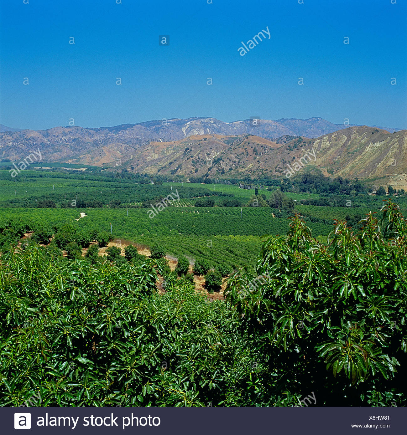 California Avocado Farm Stock Photos & California Avocado Farm Stock Images Alamy