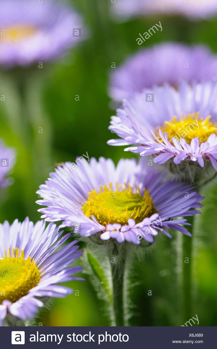 Fleabane, Pale Purple Beach Aster, Erigeron, Erigeron glaucus 'Western hills', Beach Aster, Beauty in Nature, Colour, Flower, Summer Flowering, Frost hardy, Growing, Nature, Outdoor, Perennial, Plant, Seaside daisy, Stamen, Mauve, Green, Stock Photo