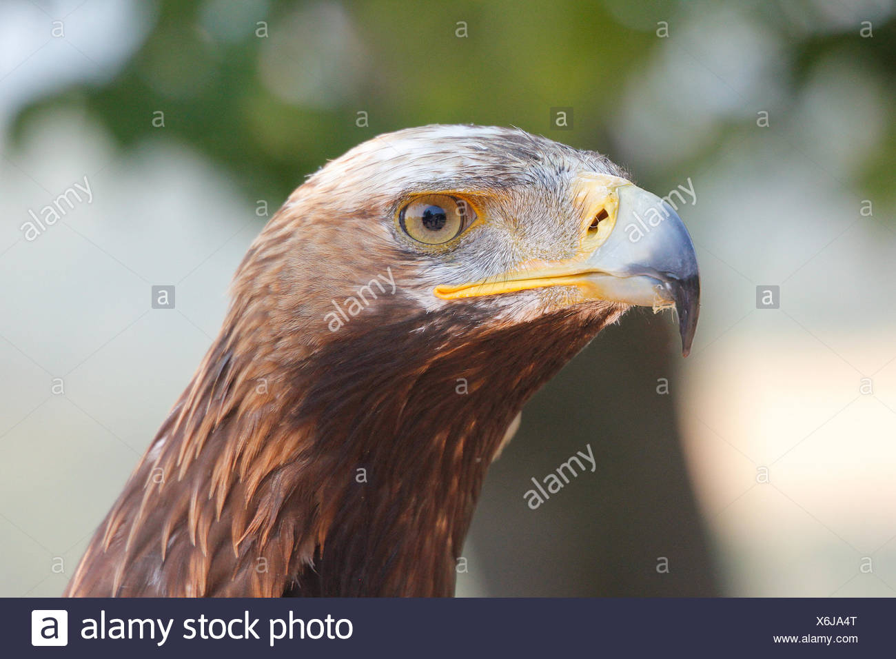 raptor latching Stock Photo
