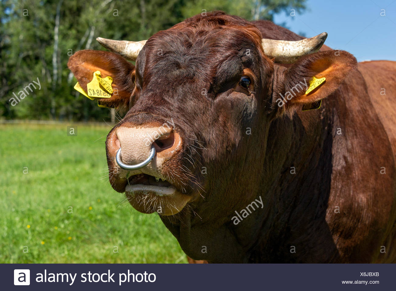 a cow with a nose ring