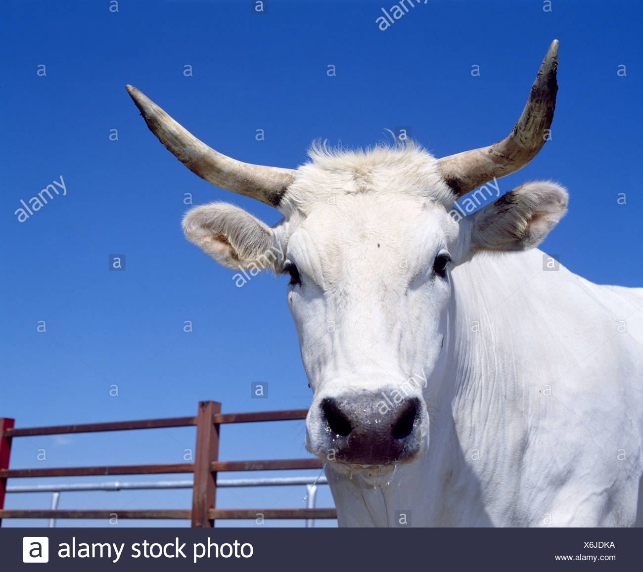 Chianina Cattle High Resolution Stock Photography And Images Alamy