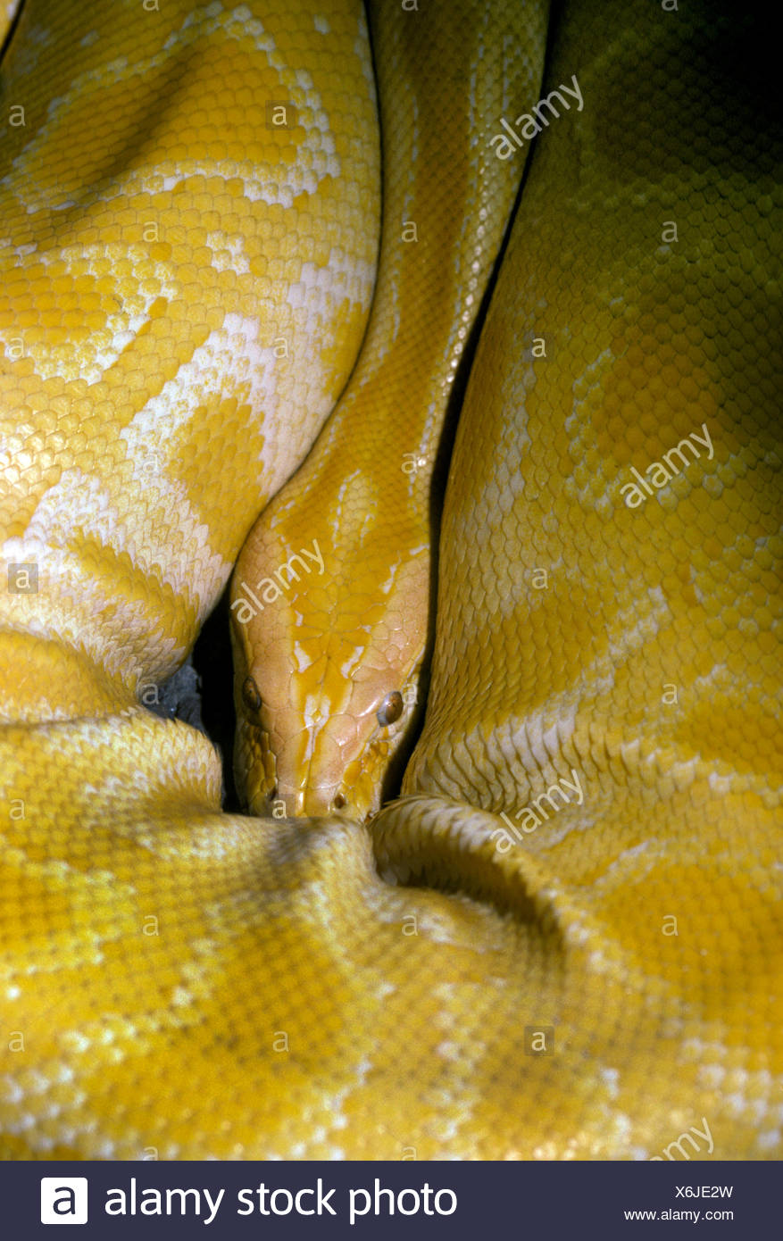 Layer Of Oil High Resolution Stock Photography and Images - Alamy