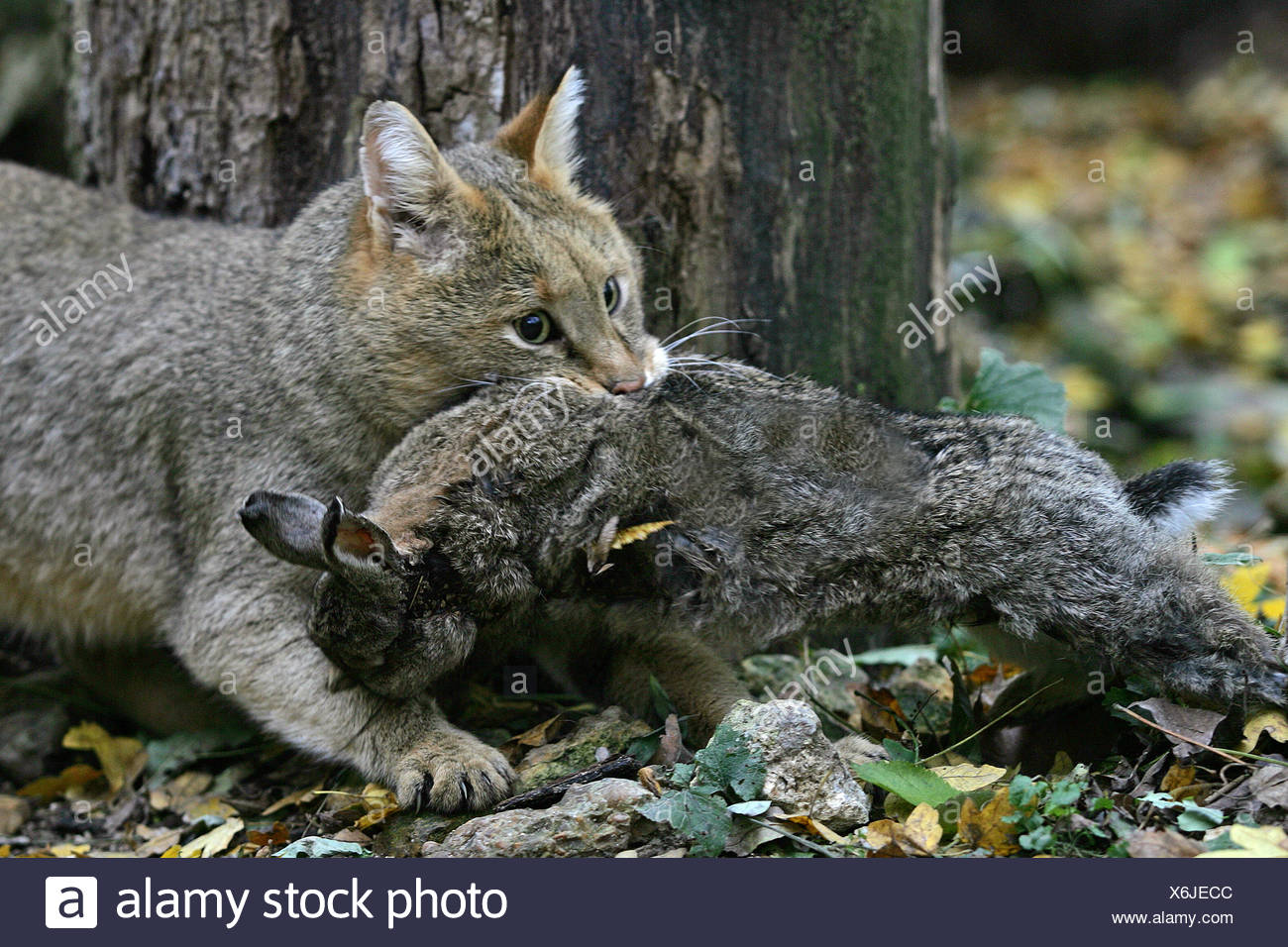 Jungle Cat Felis Chaus Kill High Resolution Stock Photography and Images Alamy