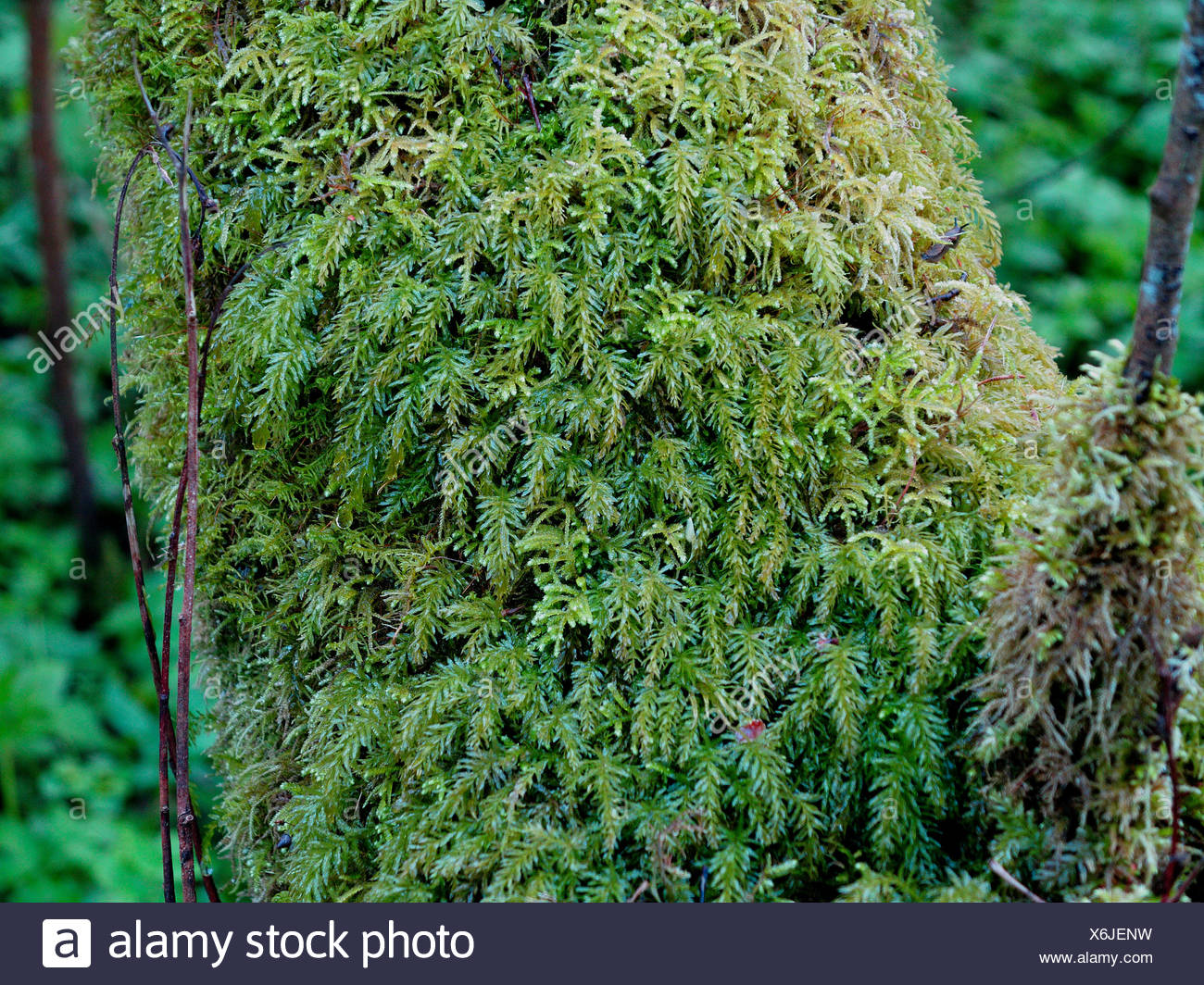 Hypnum Cupressiforme Stock Photos & Hypnum Cupressiforme Stock Images ...