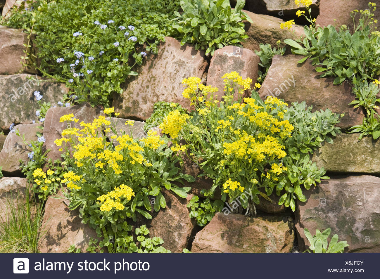 Alyssum Wall High Resolution Stock Photography and Images - Alamy