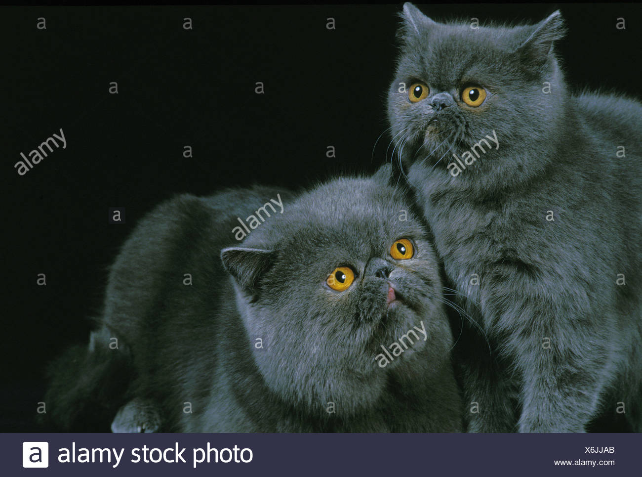 Exotic Shorthair Domestic Cat Adults Against Black Background