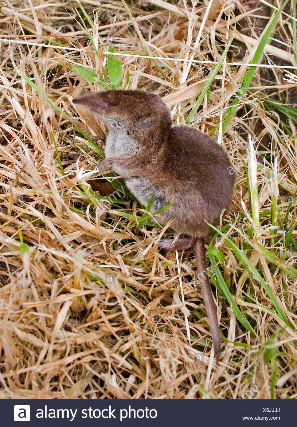 Shrew High Resolution Stock Photography and Images - Alamy