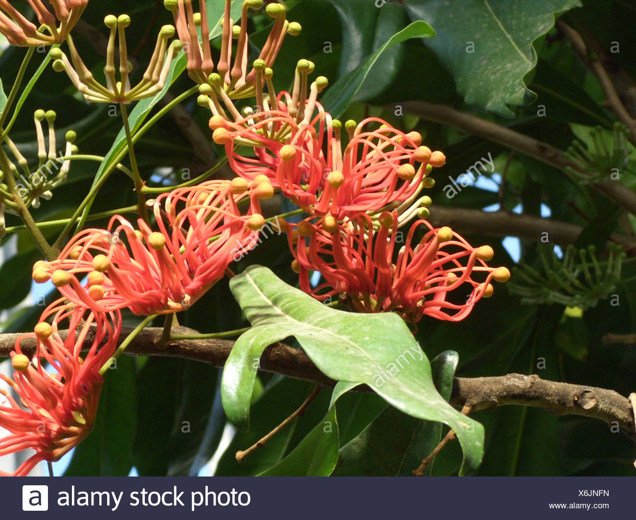 A Plant Of The Family Proteaceae High Resolution Stock Photography and ...