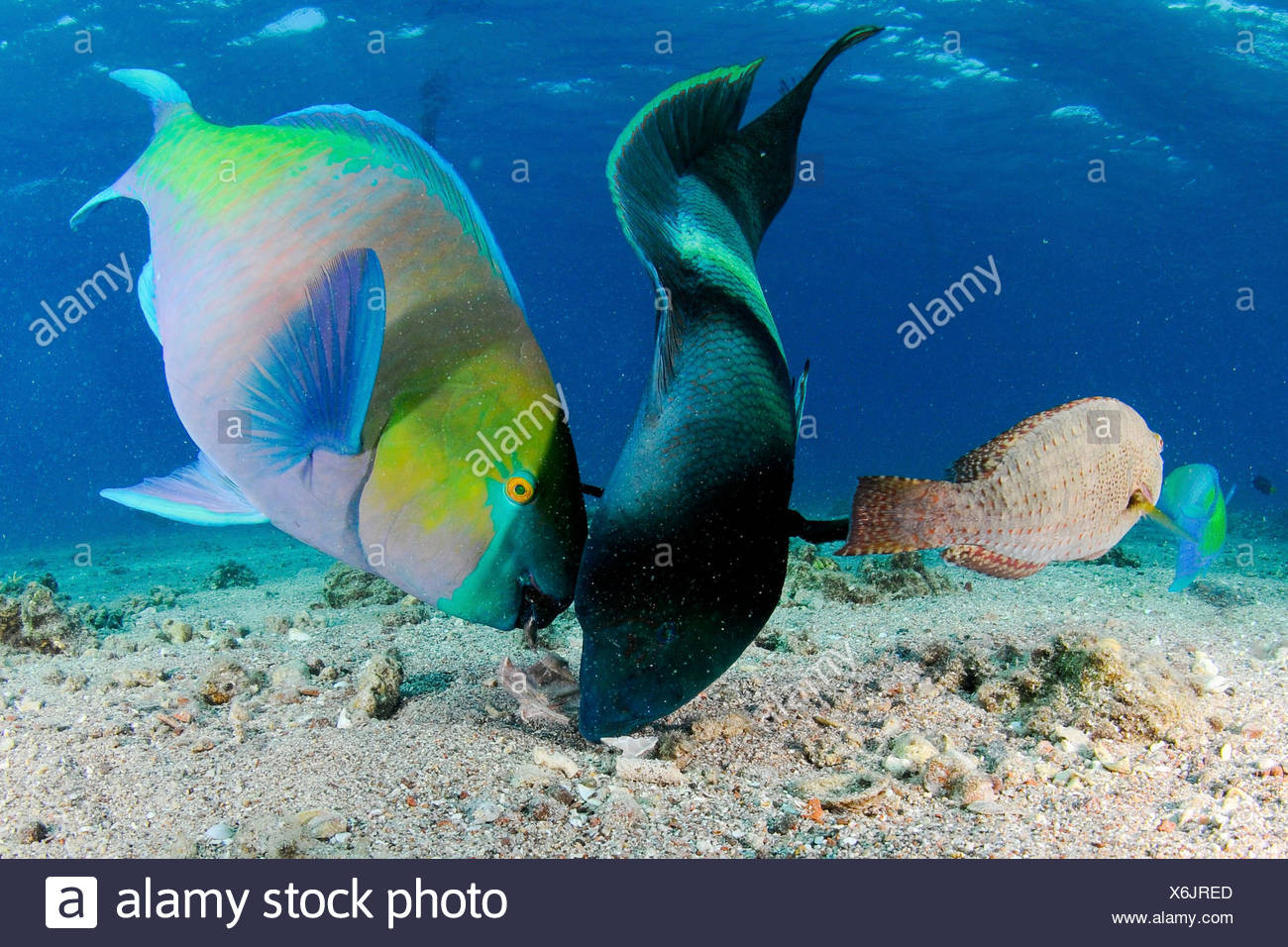Parrotfish Eating High Resolution Stock Photography and Images - Alamy