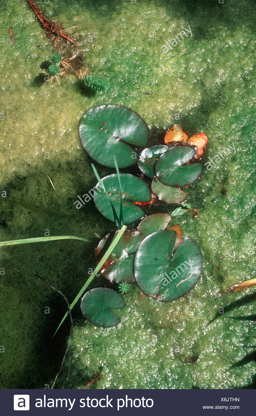 Blanket Weed Pond Stock Photos & Blanket Weed Pond Stock Images Alamy