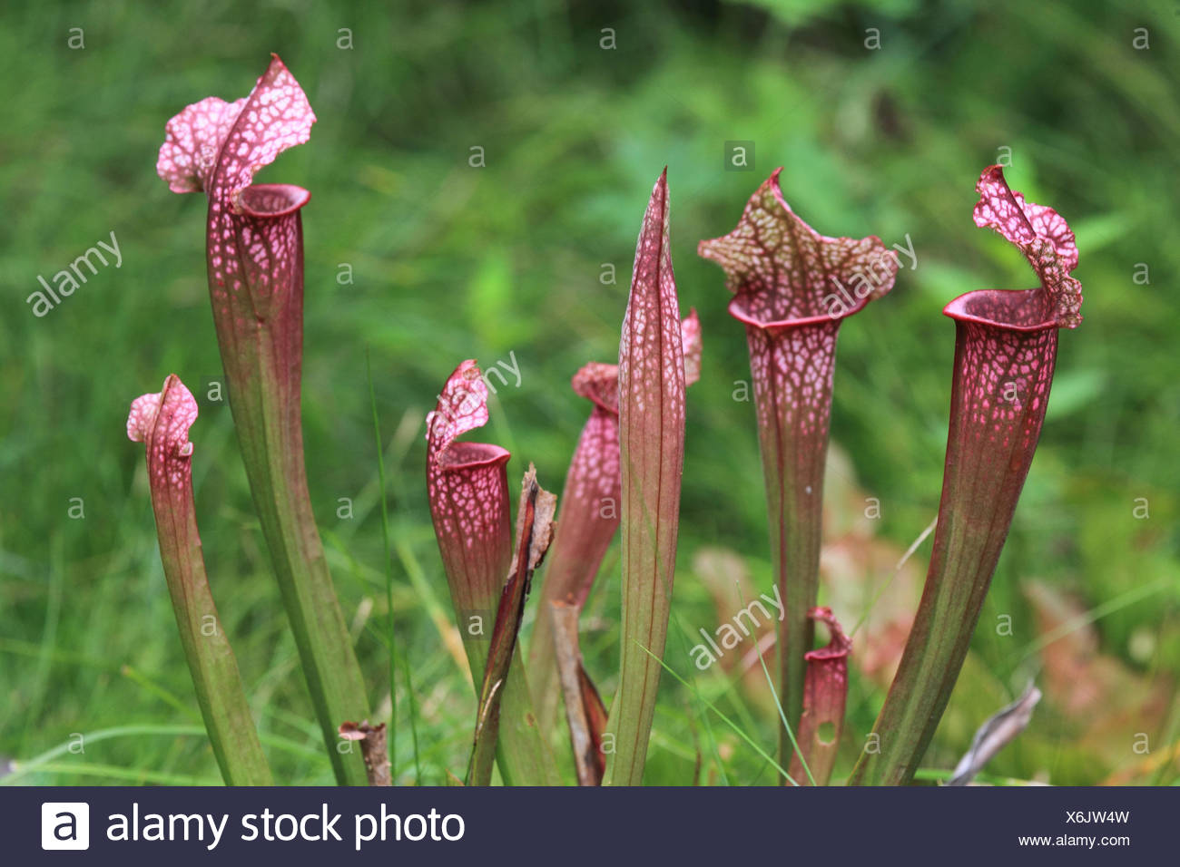 White Pitcher Plant Blossom Carnivorous Plant Background - 