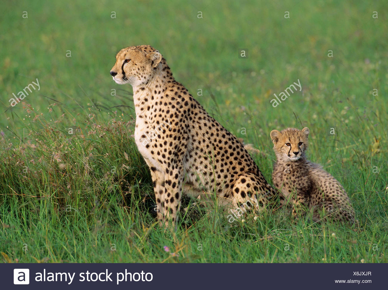 Adult Female Cheetah Acinonyx jubatas stands with cub looking out on savanna Stock Photo