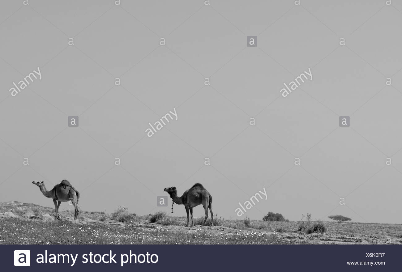 Camels Black and White Stock Photos & Images - Alamy