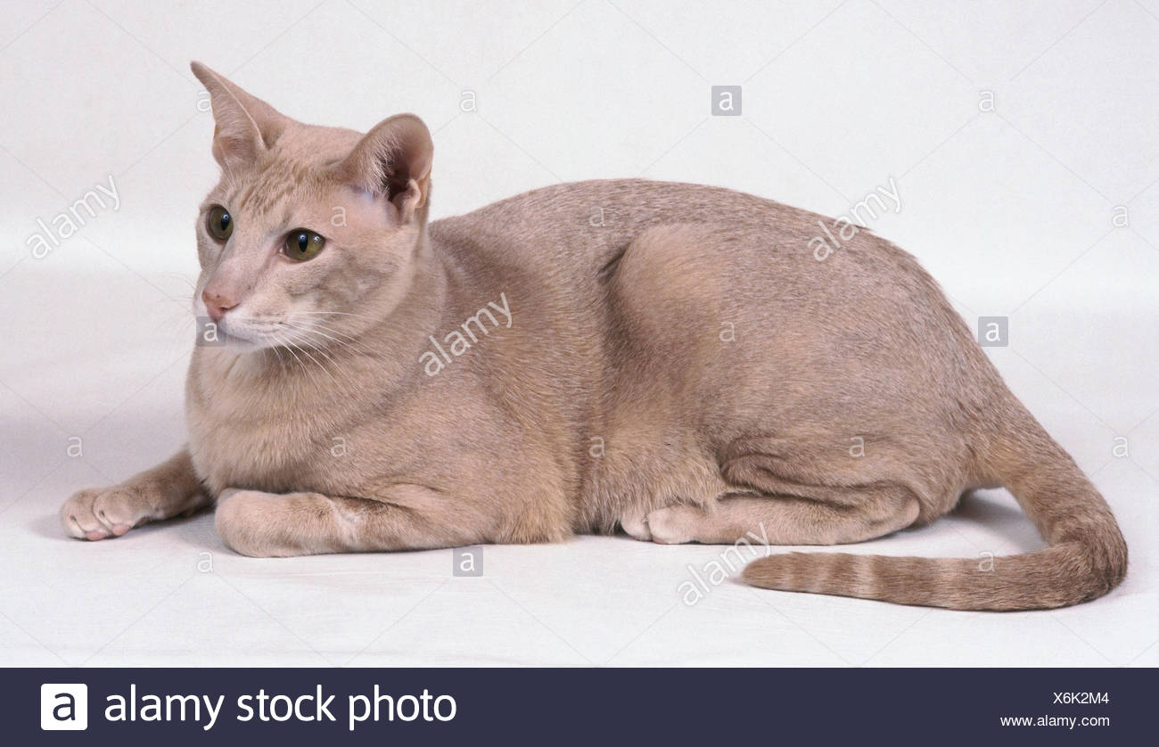 An Apricot Coloured Oriental Shorthair Cat Stock Photo 279473044