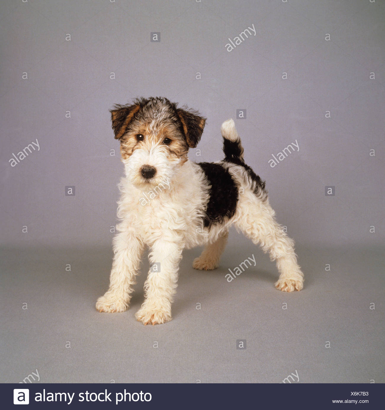 grey fox terrier