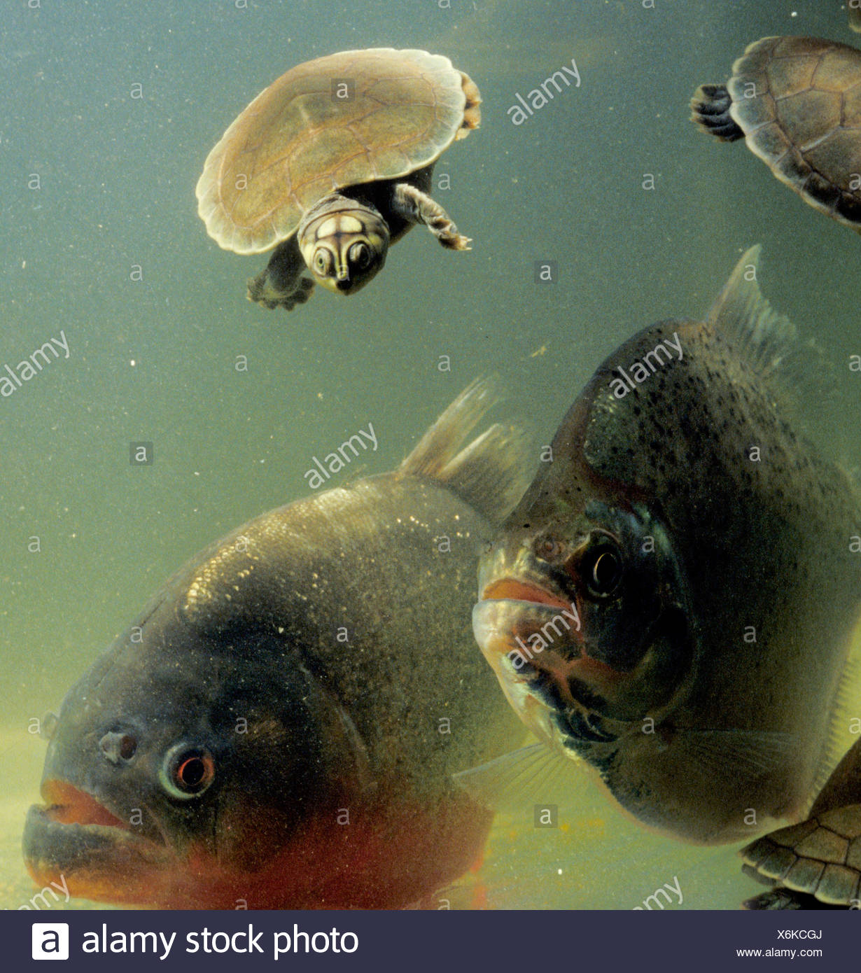 Carnivore Piranhas Attacking Baby River Turtles Amazon River Basin Brazil Stock Photo Alamy