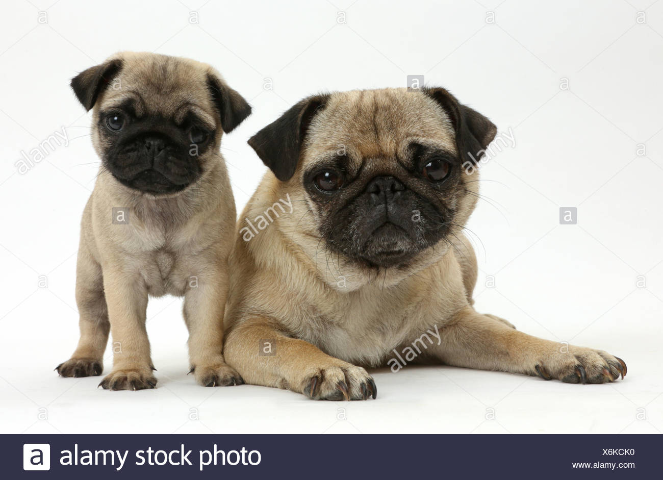 Two Cute Pug Stock Photos & Two Cute Pug Stock Images - Alamy