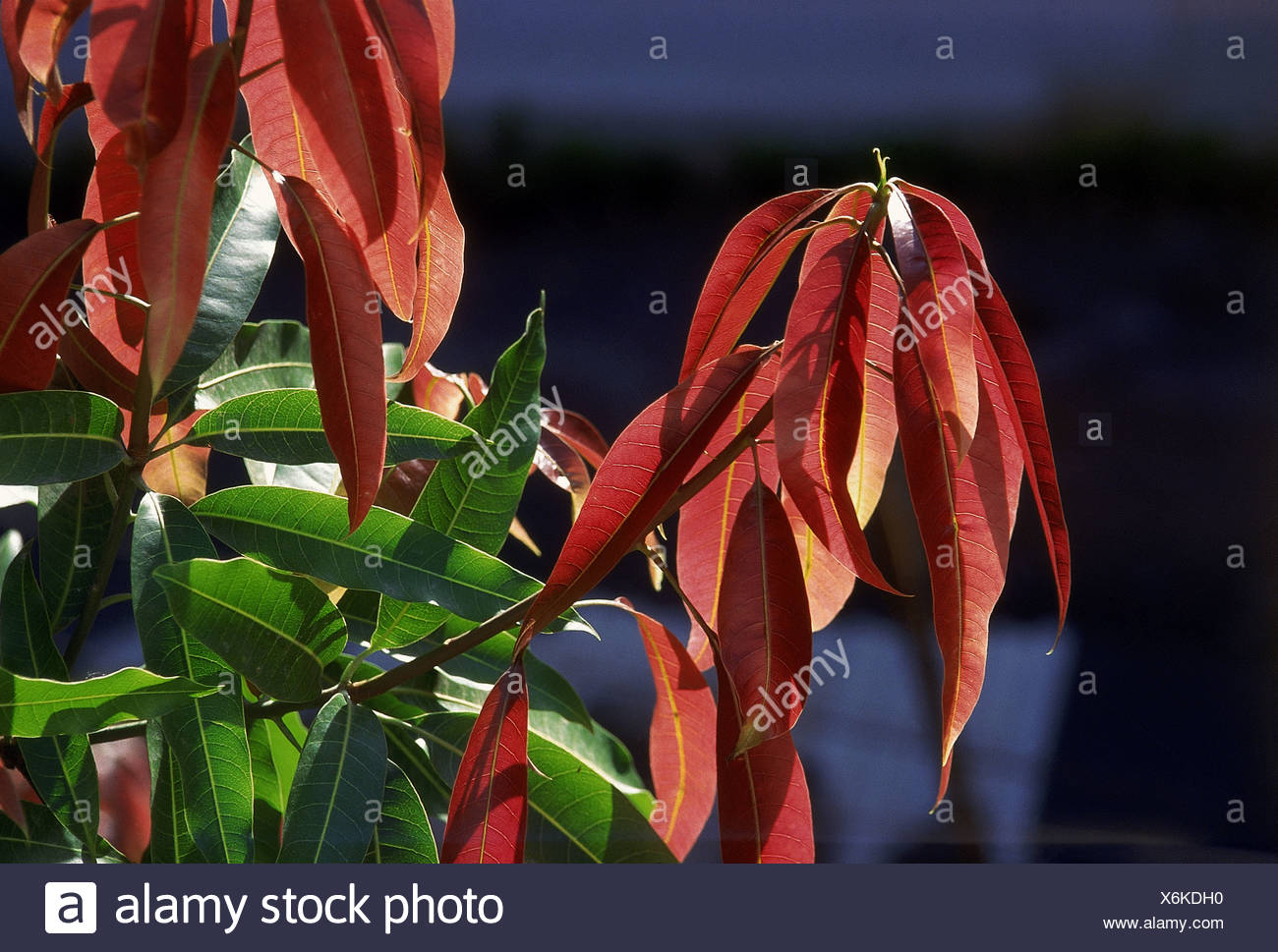 Mango Leaves India High Resolution Stock Photography and Images Alamy