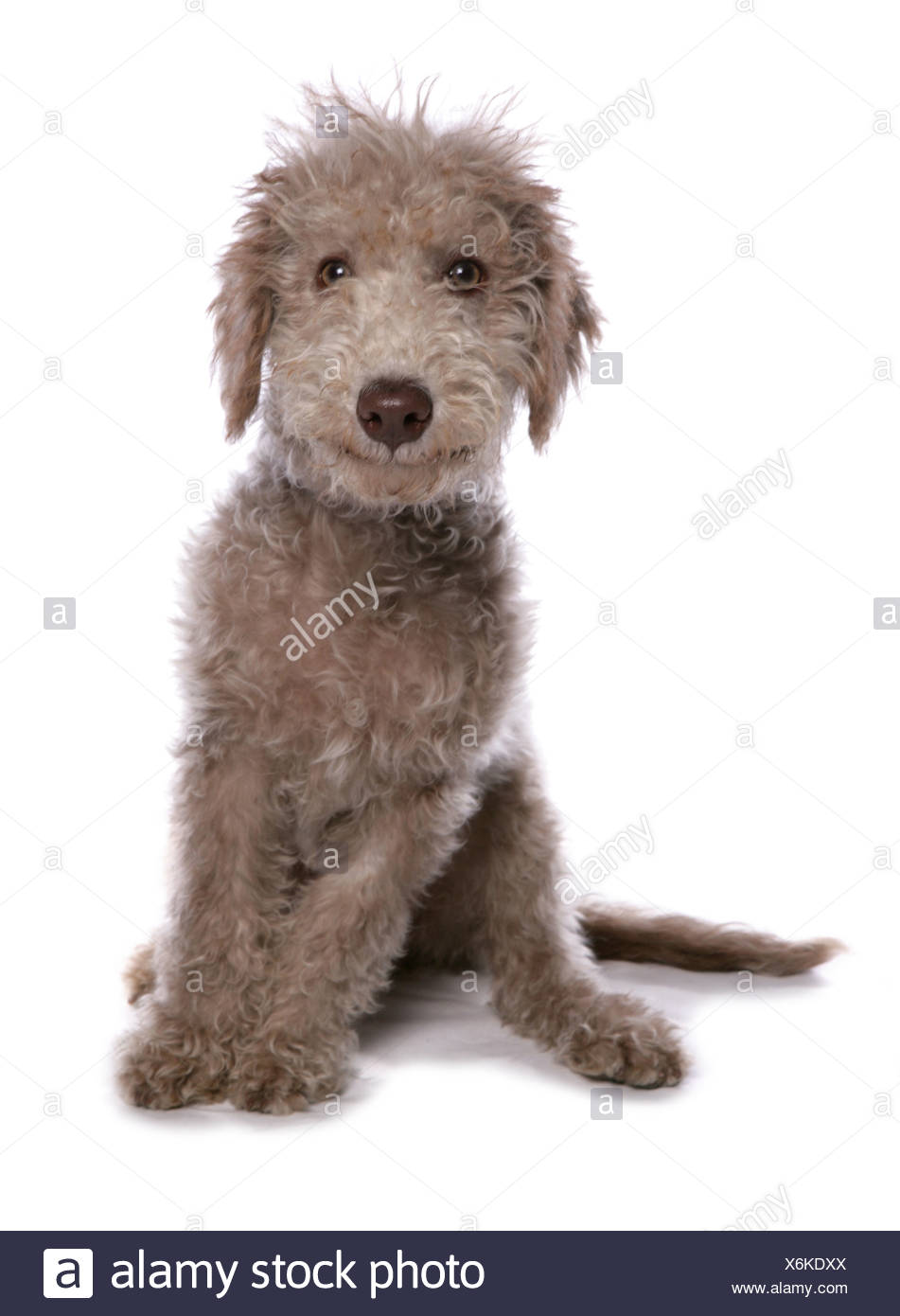 bedlington puppies for sale