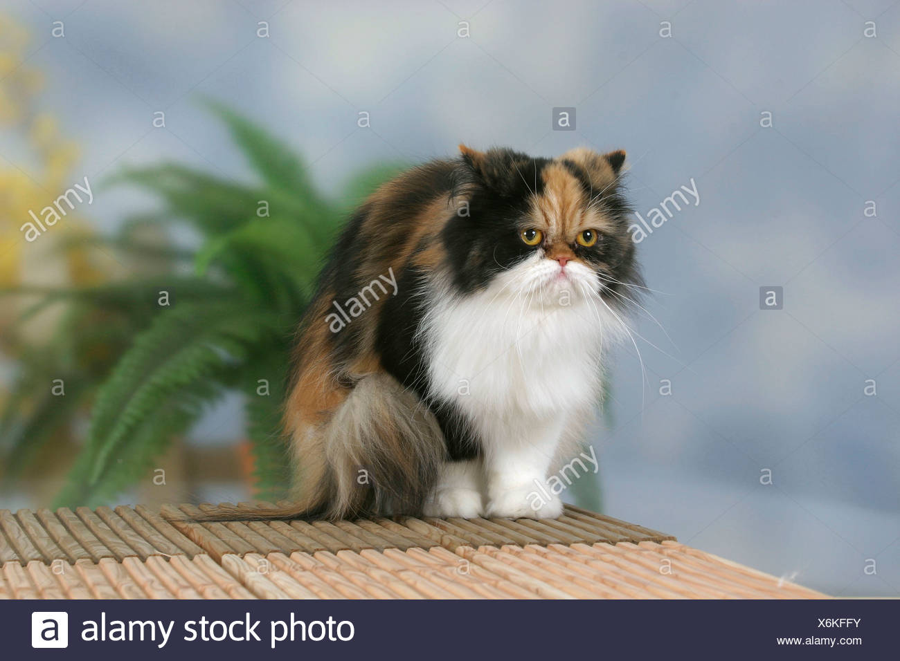 black tortie white