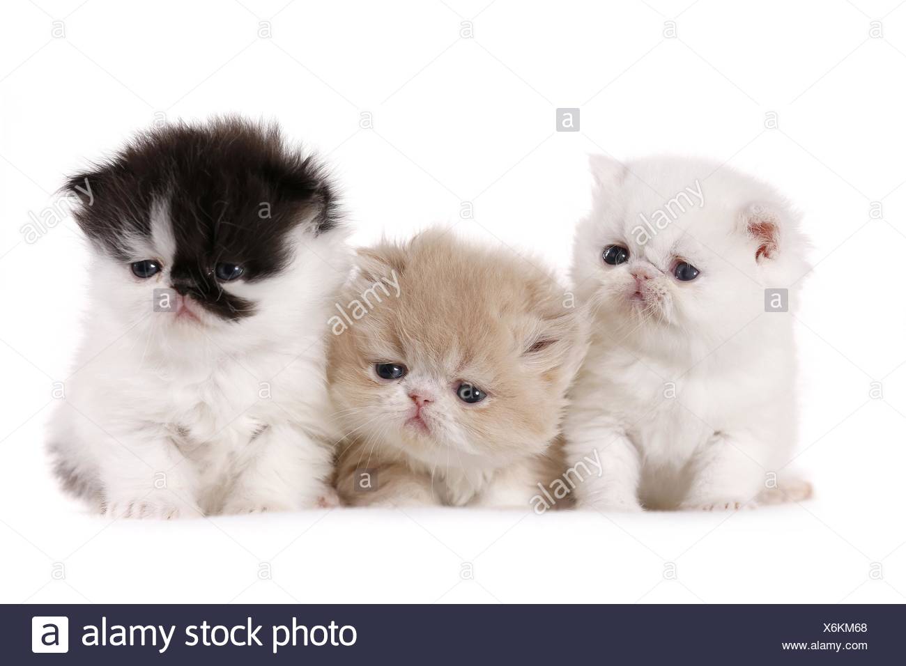 Black And White Bicolor Persian Domestic Cat Stock Photos Black