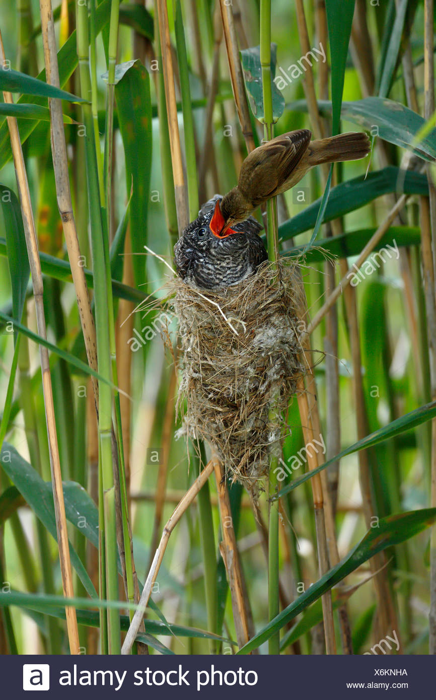 Cuckoo Bird Stock Photos & Cuckoo Bird Stock Images Alamy