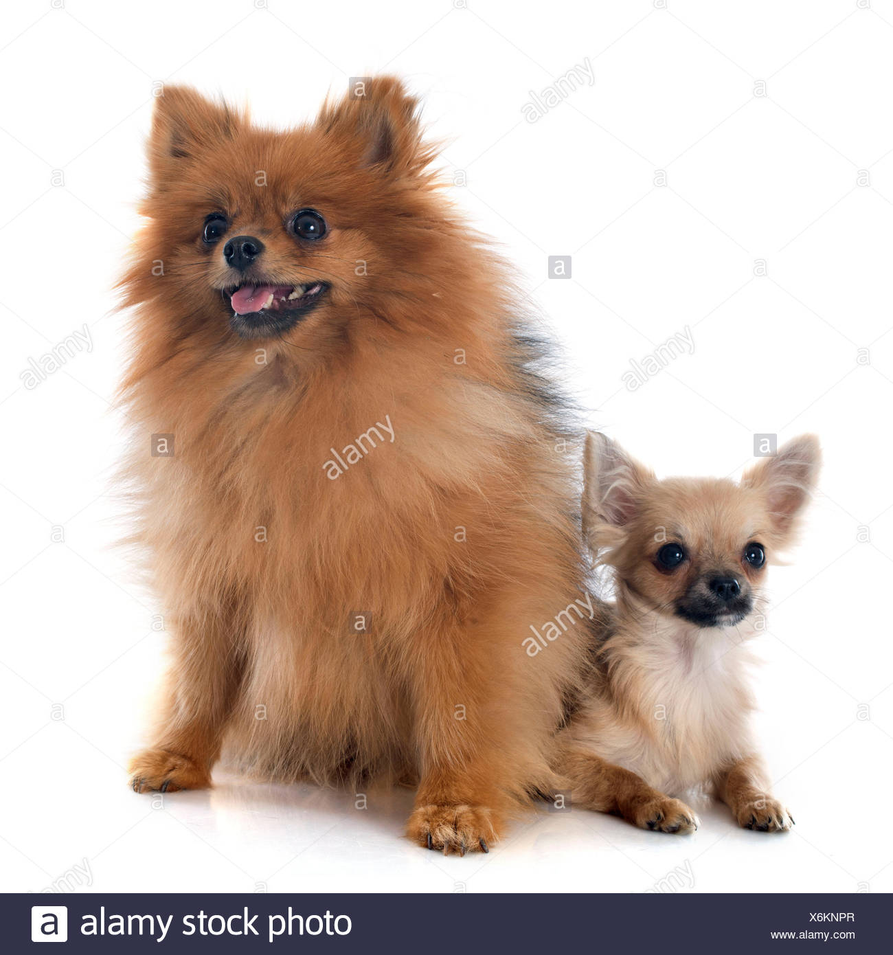 german spitz chihuahua mix