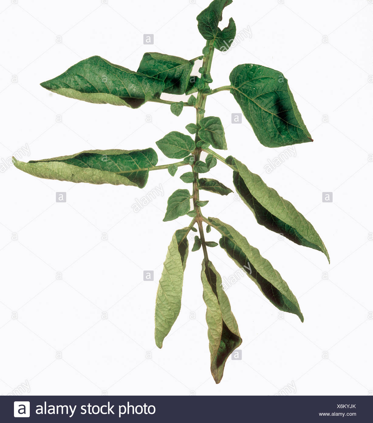 Potato Disease Symptoms High Resolution Stock Photography and Images