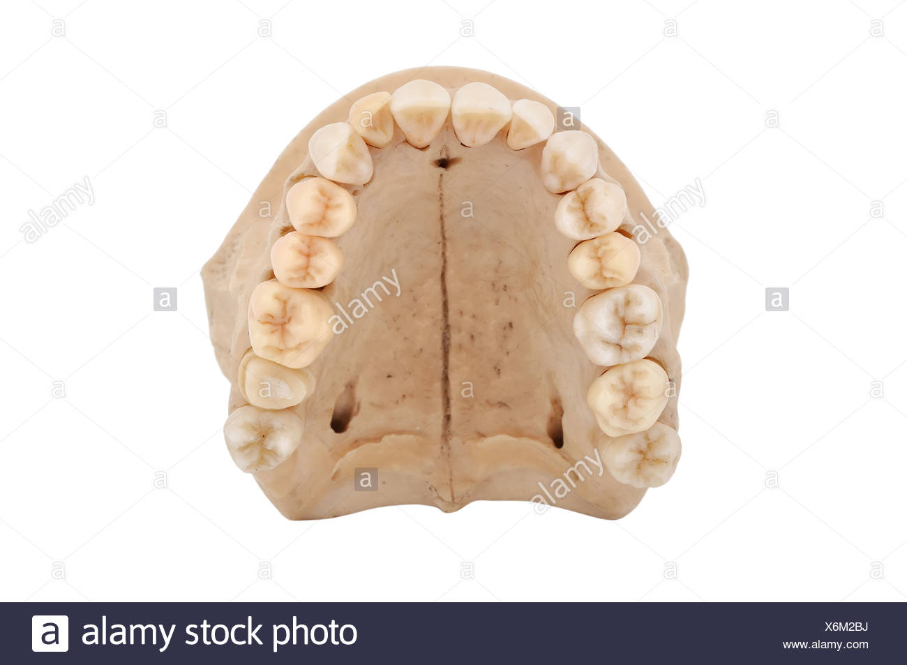 Upper Jaw Bone Stock Photos & Upper Jaw Bone Stock Images Alamy