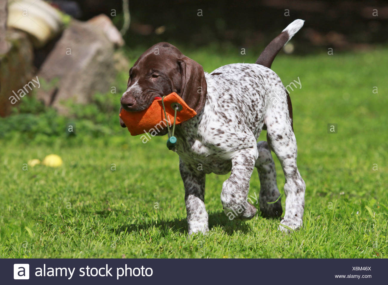 German Shorthaired Pointer Puppy With Toy Stock Photo 279496194