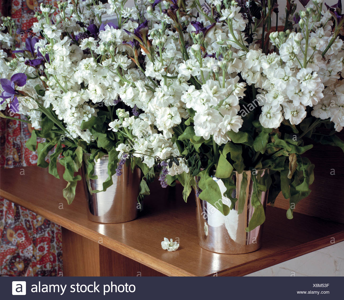 Still Life Of Scented White Stocks In Stainless Steel Vases Stock
