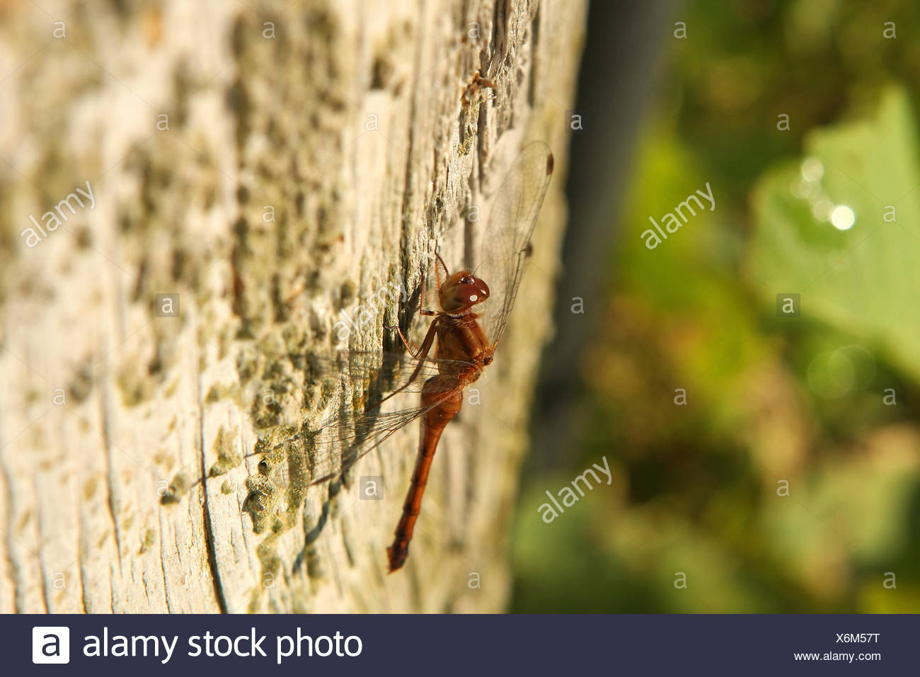 Ruby Meadowhawk Dragonfly Female Stock Photo