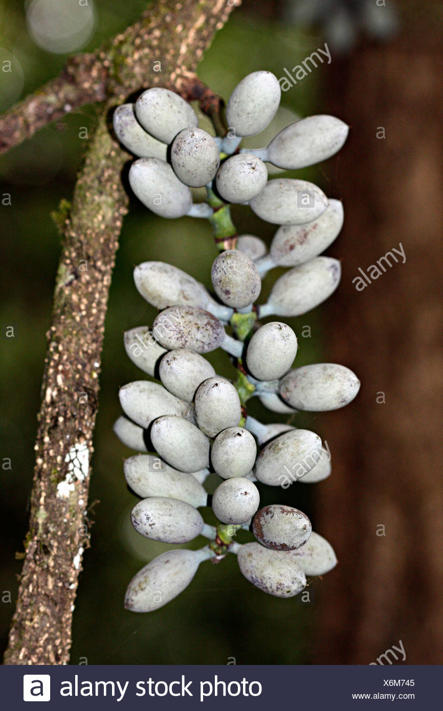 Gnetum Gnemon High Resolution Stock Photography and Images - Alamy