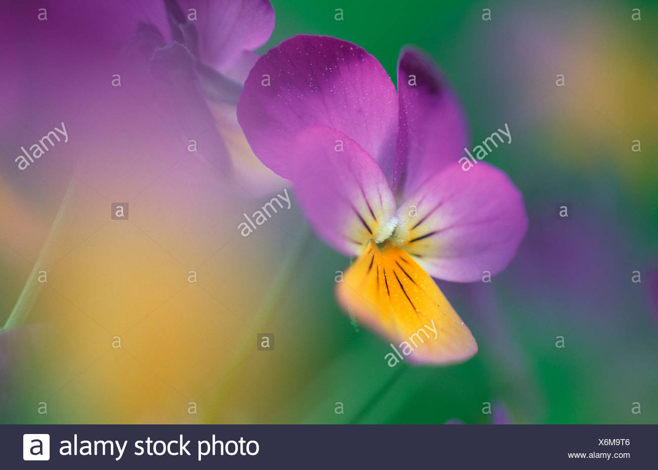 Panisy Flower Stiefmuetterchenbluete Stiefmutterchen Pflanzen Plants Veilchengewaechse Violaceae Blumen Flowers Gartenpflanze Stock Photo Alamy