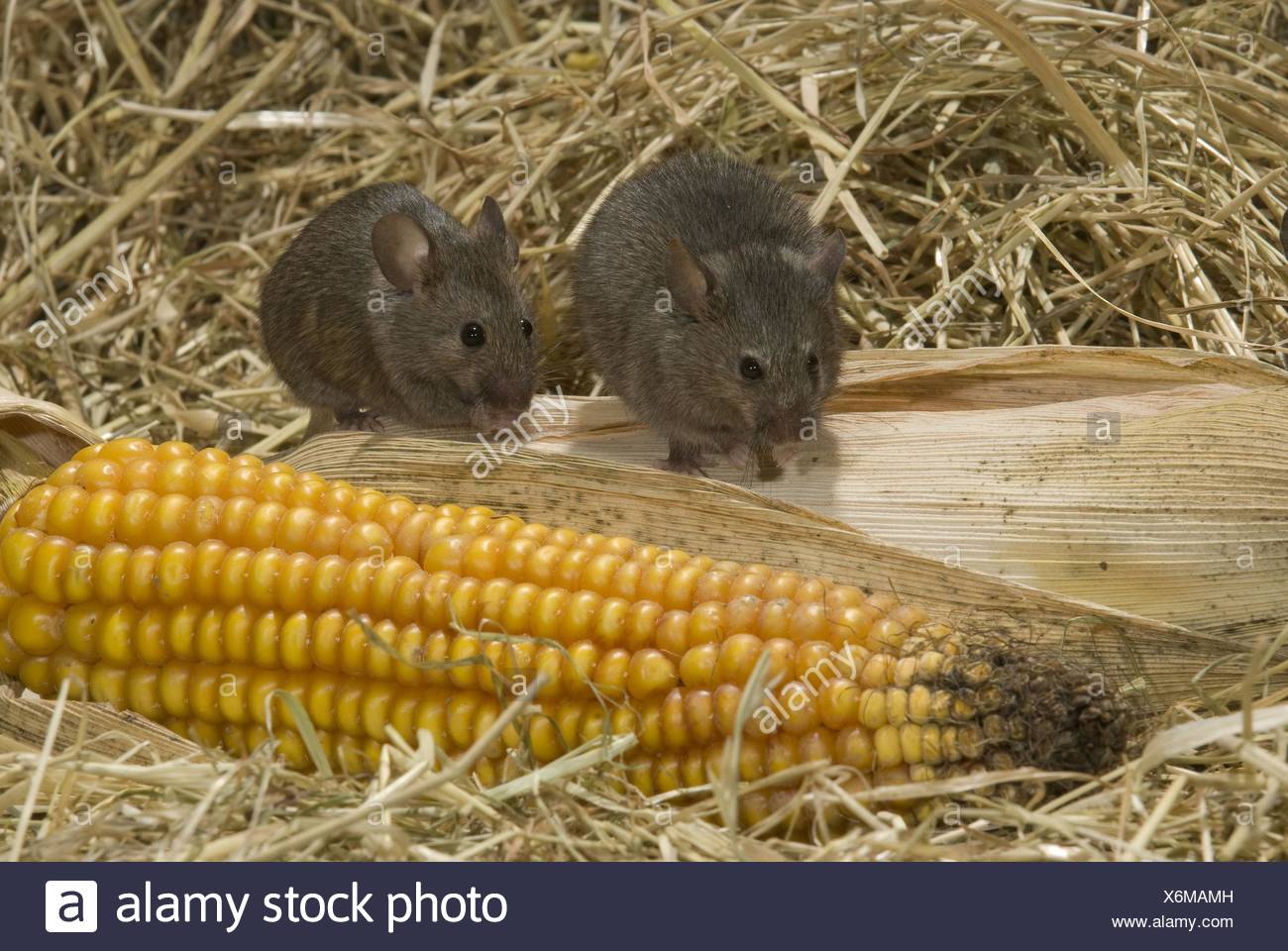 Housemouse High Resolution Stock Photography and Images Alamy