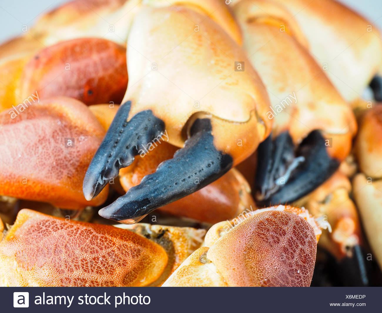 Pile Of Orange Boiled With Black Tip Crab Claws At Closeup Stock Photo Alamy Pile Of Orange Boiled With Black Tip Crab Claws At Closeup Stock Photo Alamy