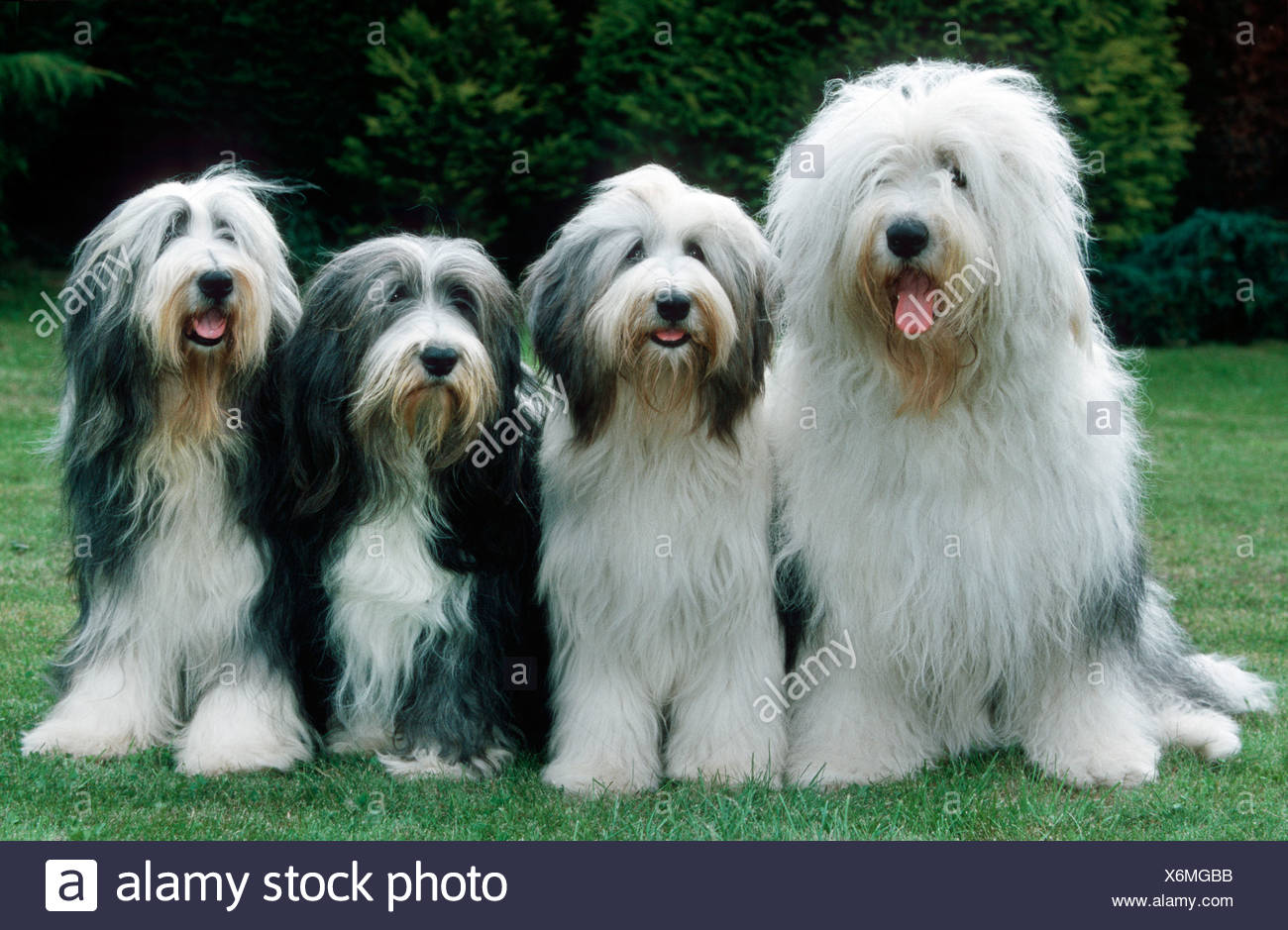 Bearded Collie Old Stock Photos Bearded Collie Old Stock Images