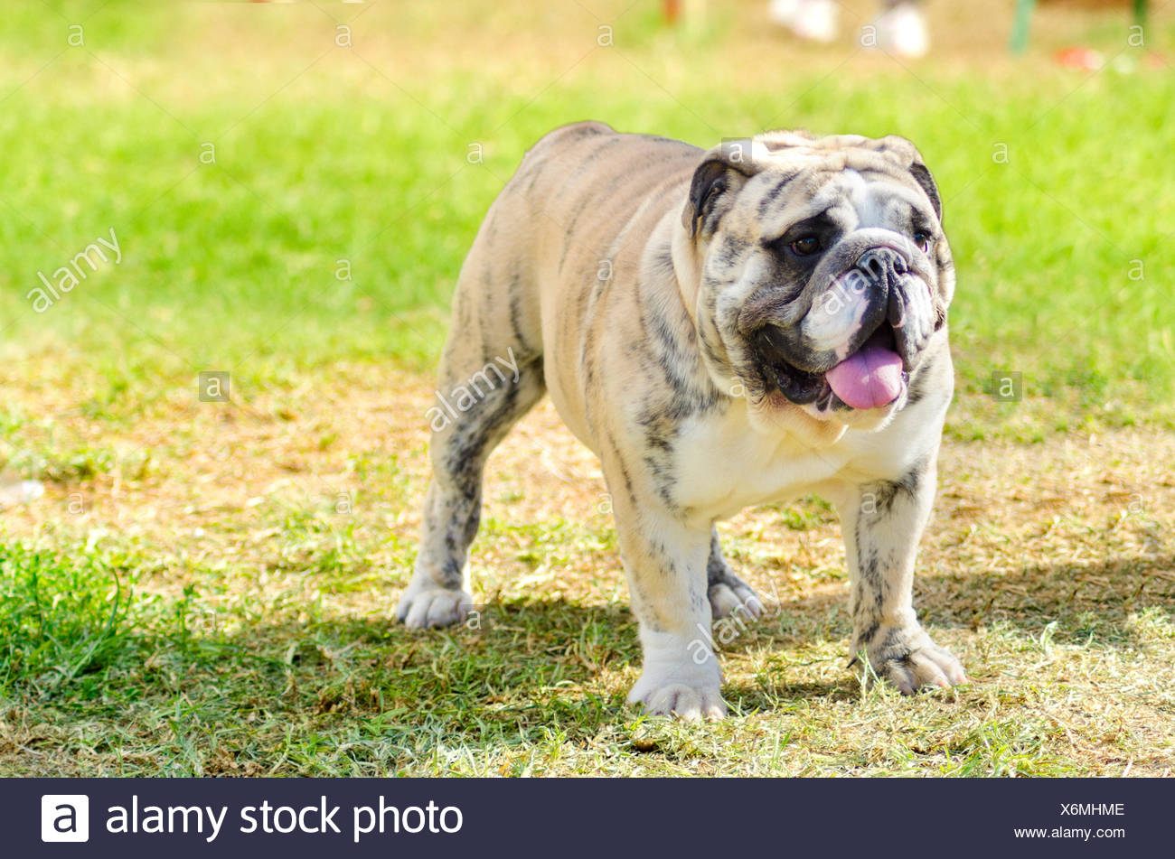 fawn brindle and white english bulldog