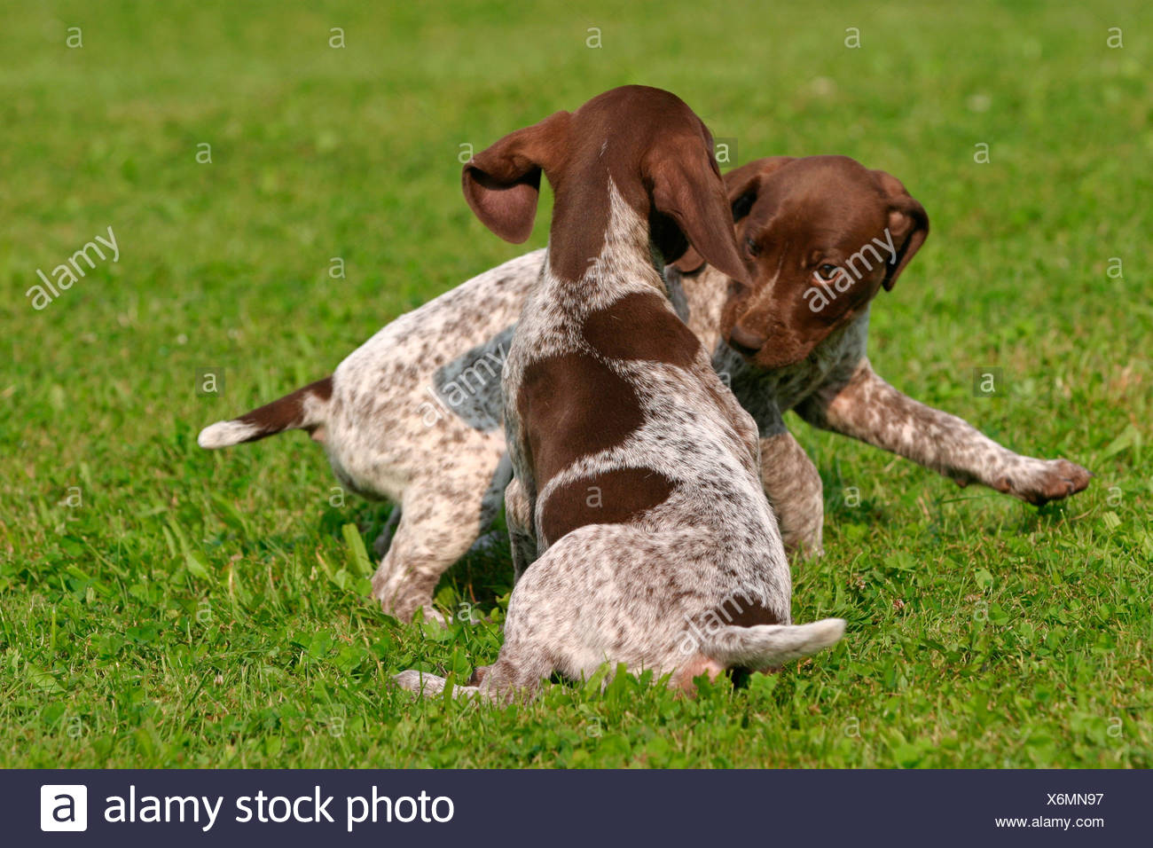 Deutsch Kurzhaar Welpen German Shorthaired Pointer Puppies Stock