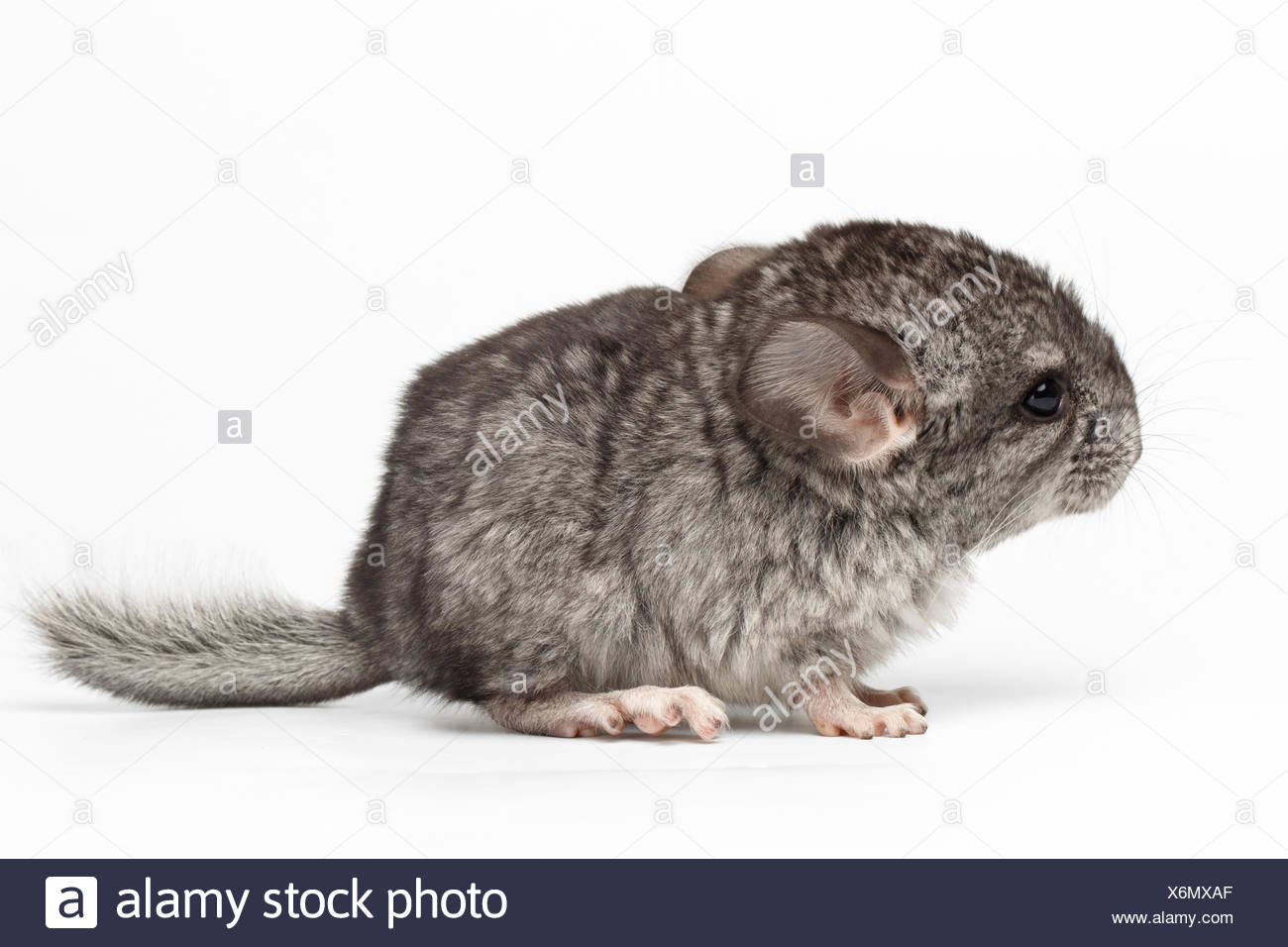 Gray Baby Chinchilla In Profile View On White Stock Photo Alamy