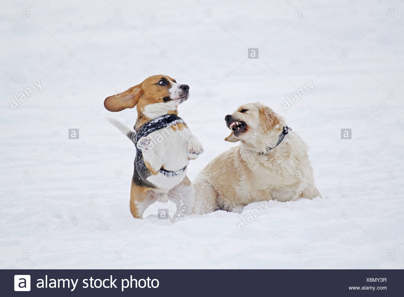 Golden Retriever Jack Russell High Resolution Stock Photography And Images Alamy