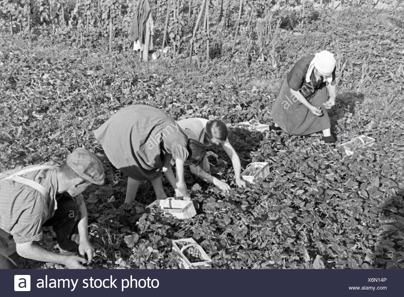 Farm Harvest 1930s Stock Photos & Farm Harvest 1930s Stock Images - Alamy