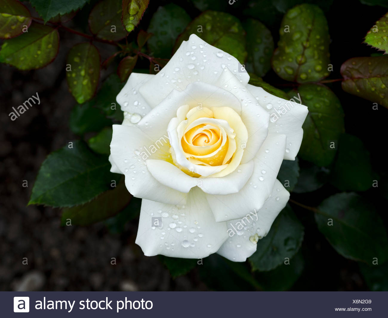 Blute Einer Rose Ambiente Blossom Of A Rose Ambience Stock Photo