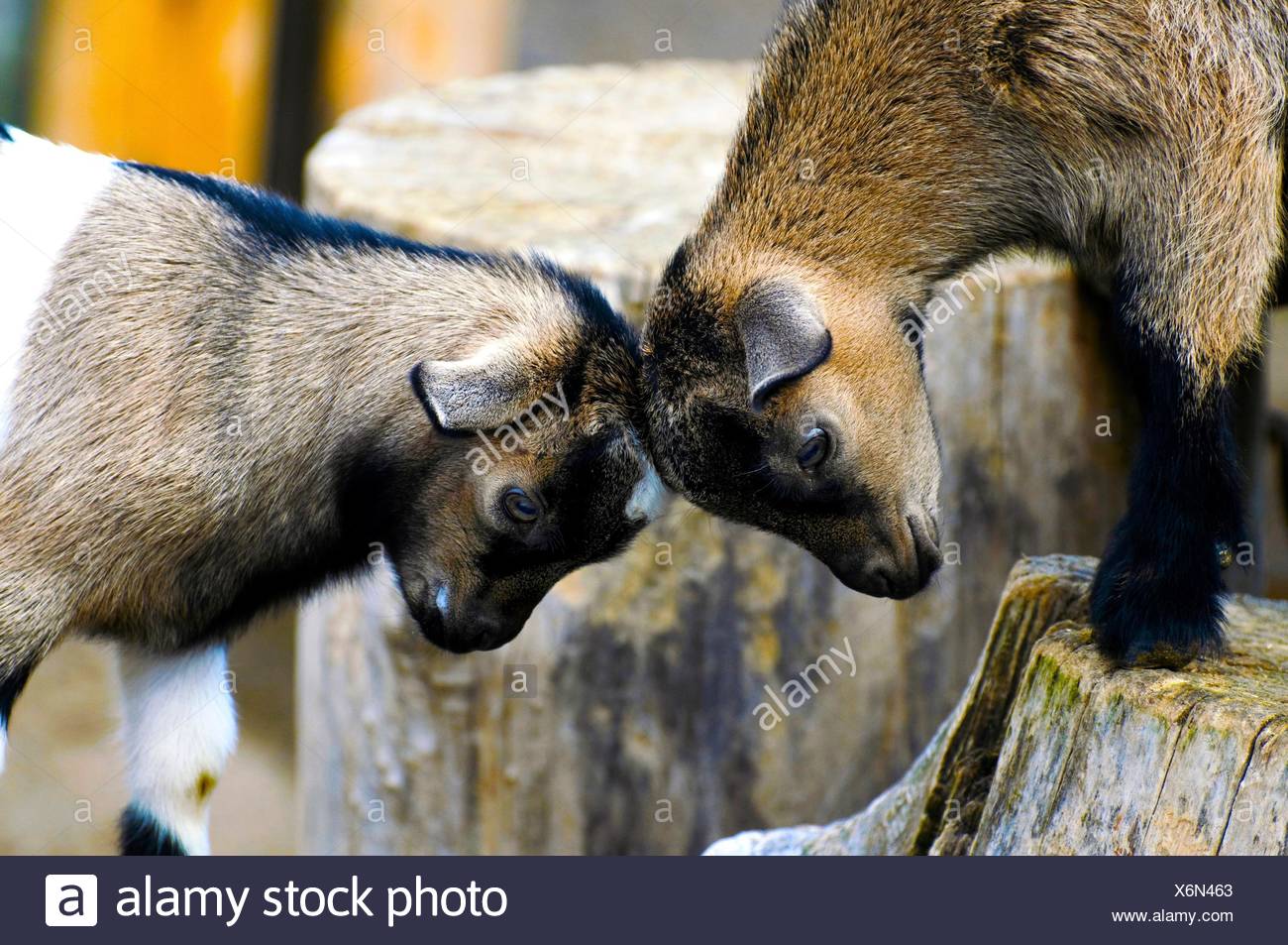 Goat Butting Stock Photos Goat Butting Stock Images Alamy