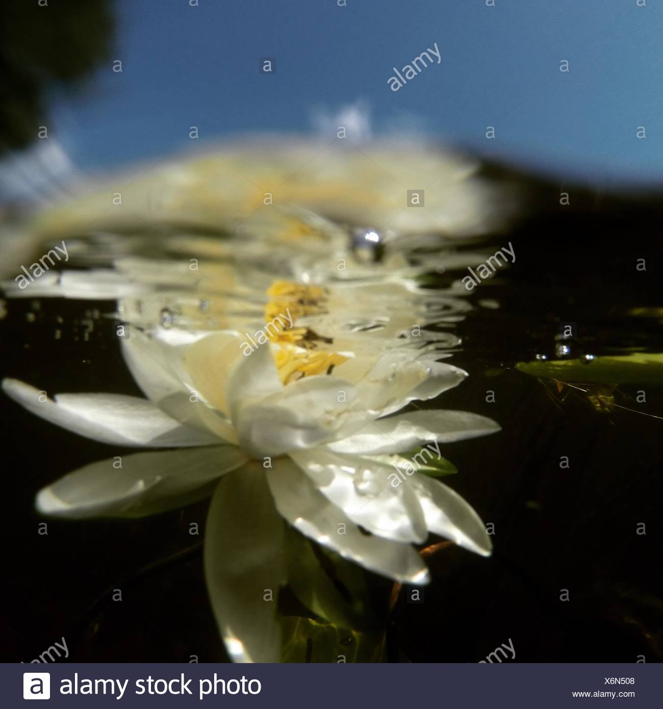Water Lily Underwater High Resolution Stock Photography and Images Alamy