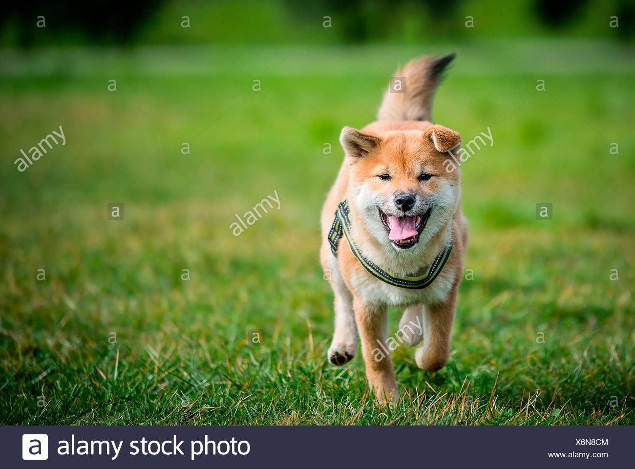 Brescia Lombardy Italy Shiba Inu Puppy Photographed While