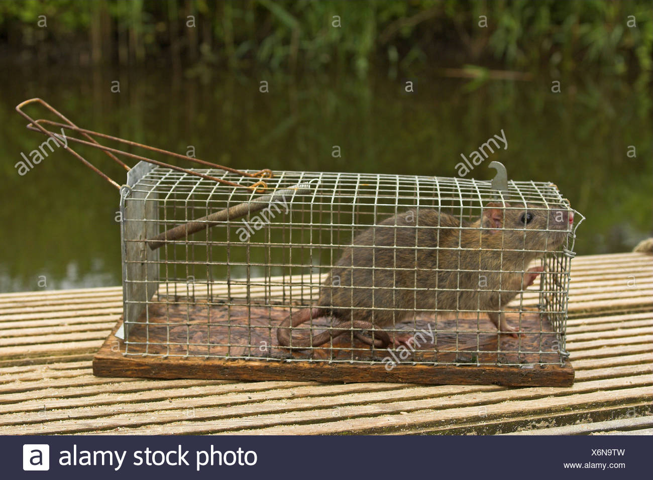 Caught In A Rat Trap High Resolution Stock Photography and Images Alamy