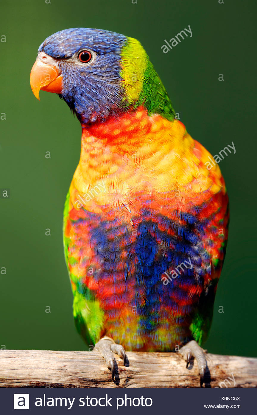 Blue Mountain Lorikeet High Resolution Stock Photography and Images Alamy