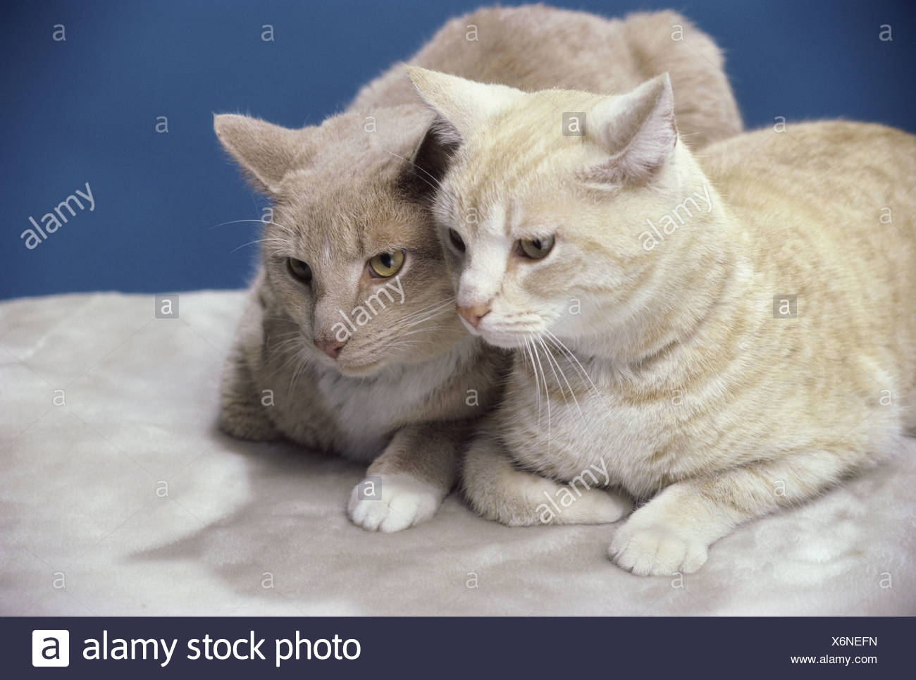 Two cats sitting together Stock Photo 279526233 , Alamy